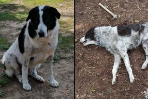 Καβάλα: Βρήκαν έναν σκύλο δολοφονημένο, έναν τραυματισμένο και άλλα αδέσποτα αγνοούνται