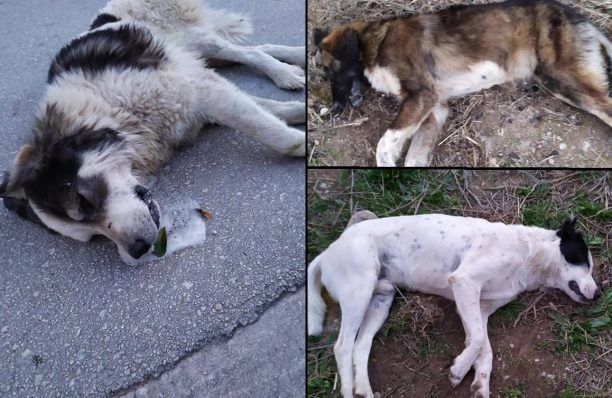 Μαζική δολοφονία σκυλιών με φόλες κοντά στον Σταθμό Προαστιακού στο Κιάτο Κορινθίας