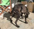Έκκληση για την υιοθεσία σκύλου που κακοποιούσε ο ιδιοκτήτης του στα Κύθηρα (βίντεο)