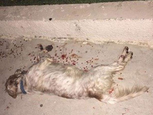 18-12-2020 η δίκη του άνδρα που πυροβόλησε και σκότωσε αδέσποτο σκύλο στο Δίκαιο της Κω το 2016