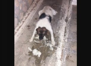 Σκύλος νεκρός από φόλα στο Κουτσελιό Ιωαννίνων  