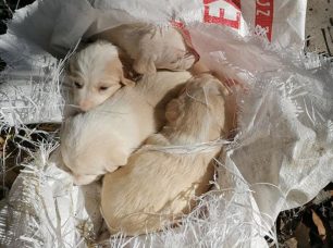 Λέσβος: Το πρώτο τρίμηνο του έτους τουλάχιστον 113 κουτάβια βρέθηκαν πεταμένα σε σκουπίδια ή εγκαταλελειμμένα οπουδήποτε