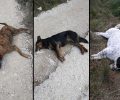 Αδέσποτα σκυλιά νεκρά από φόλες κοντά στο πάρκο Δεξαμενής στο Λουτράκι Κορινθίας