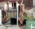 Έκκληση για λύκο που βρέθηκε καρφωμένος σε κάγκελα σπιτιού στον Καστανά Θεσσαλονίκης