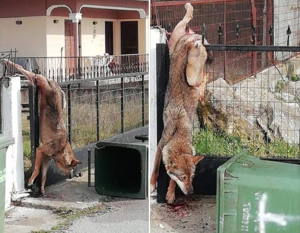 Έκκληση για λύκο που βρέθηκε καρφωμένος σε κάγκελα σπιτιού στον Καστανά Θεσσαλονίκης