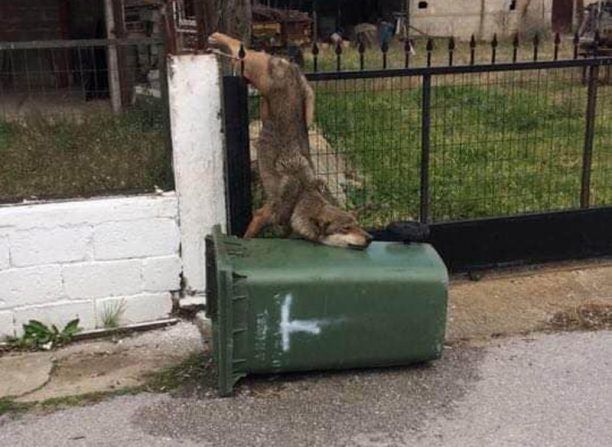 Ο ΑΡΚΤΟΥΡΟΣ ανέλαβε λύκο που βρέθηκε καρφωμένος σε κάγκελα σπιτιού στον Καστανά Θεσσαλονίκης