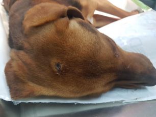 Βρέθηκε νεκρός ο σκύλος που πυροβολήθηκε στη Μαυρούδα Θεσσαλονίκης