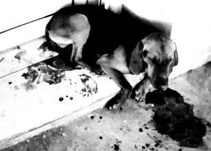 Έκκληση για τη σωτηρία του πυροβολημένου σκύλου που αιμορραγεί στη Μαυρούδα Θεσσαλονίκης
