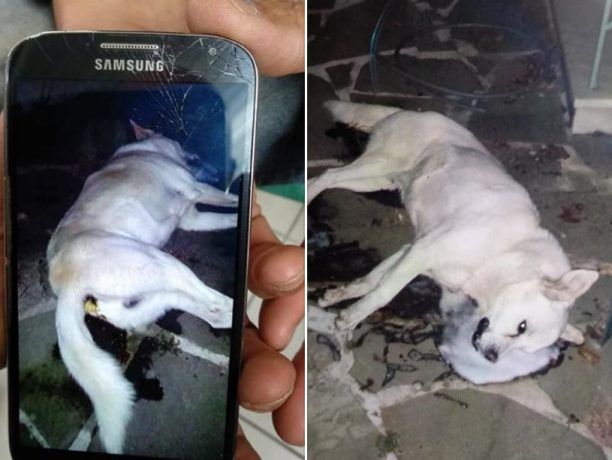 ‎Βρήκε τον σκύλο του δηλητηριασμένο από φόλα στην αυλή του σπιτιού του στο Μαυροβούνι Ιωαννίνων