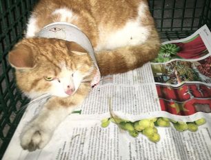 Έσωσαν γάτα που παγιδεύτηκε σε πλαστικό δοχείο μέσα σε φρεάτιο στο Μοσχάτο Αττικής