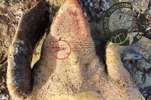 Άλλη μια μαχαιρωμένη θαλάσσια χελώνα εκβράστηκε σε ακτή της Νάξου