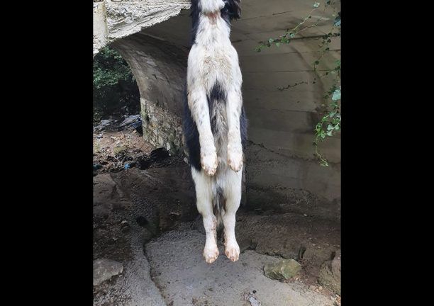 Νάξος: Σκύλος νεκρός κρεμασμένος σε γεφυράκι στο χωριό Μονή