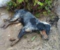 Νεροκούρου Χανίων: Ακόμα ένας σκύλος νεκρός από φόλα