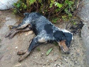 Νεροκούρου Χανίων: Ακόμα ένας σκύλος νεκρός από φόλα
