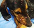 Αλεξανδρούπολη: Καταγγέλλουν κακοποίηση κυνηγόσκυλων από κυνηγούς - Ζητούν δράσεις από τους αρμόδιους