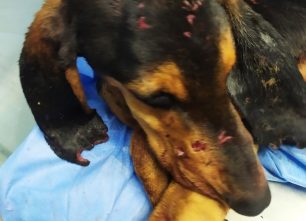 Αλεξανδρούπολη: Καταγγέλλουν κακοποίηση κυνηγόσκυλων από κυνηγούς - Ζητούν δράσεις από τους αρμόδιους
