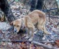 Παλιά Βρία Πιερίας: Έδεσε στο δάσος και εγκατέλειψε τον σκύλο για να πεθάνει από πείνα και δίψα