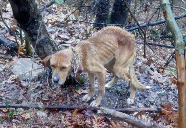 Παλιά Βρία Πιερίας: Έδεσε στο δάσος και εγκατέλειψε τον σκύλο για να πεθάνει από πείνα και δίψα
