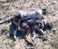Παπαδιάνικα Λακωνίας: Σκυλιά νεκρά από φόλες