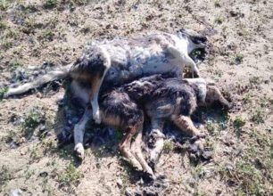 Παπαδιάνικα Λακωνίας: Σκυλιά νεκρά από φόλες