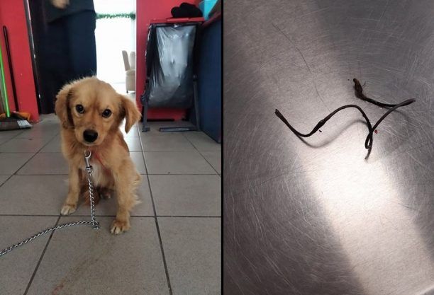 Αναζητούν σπιτικό για το σκυλάκι που βρέθηκε με κομμένο πόδι και συρμάτινη θηλιά στο Πέραμα Λέσβου