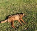 13 σκυλιά και πολλές γάτες δολοφονήθηκαν με φόλες στην Ποροβίτσα Αχαΐας