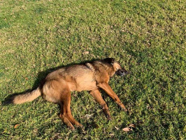 13 σκυλιά και πολλές γάτες δολοφονήθηκαν με φόλες στην Ποροβίτσα Αχαΐας