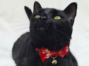 Αθήνα: Χάθηκε στειρωμένη μαύρη γάτα στον Νέο Κόσμο