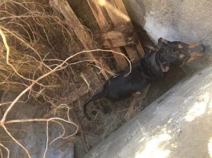 Έσωσαν σκύλο που παγιδεύτηκε σε βόθρο στη Ραφήνα Αττικής