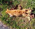 Γάτα νεκρή από φόλα στη Σαλαμίνα