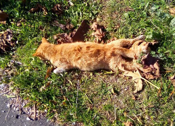 Γάτα νεκρή από φόλα στη Σαλαμίνα