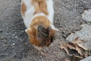 Σαρωνίδα Αττικής: Έκκληση για περίθαλψη γάτας που έχει τραύμα στο κεφάλι μάλλον από έγκαυμα