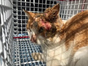 Μεταφέρθηκε σε κτηνιατρείο η σοβαρά τραυματισμένη γάτα που περιφερόταν στη Σαρωνίδα Αττικής