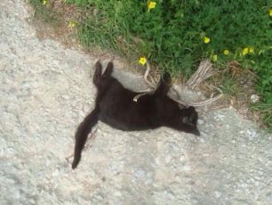 Τουλάχιστον δέκα γάτες νεκρές από φόλες στη Σέριφο