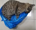 Γάτες νεκρές από φόλες στις Σέρρες
