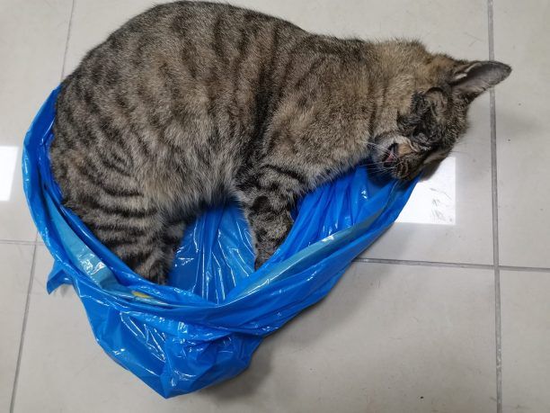 Γάτες νεκρές από φόλες στις Σέρρες