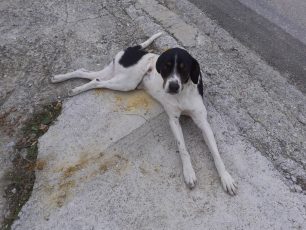 Σφενδάμη Πιερίας: Νεαρός σκύλος έμεινε παράλυτος από πυροβολισμό με αεροβόλο (βίντεο)