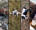 Μαζική θανάτωση σκυλιών με φόλες στη Σιάτιστα Κοζάνης