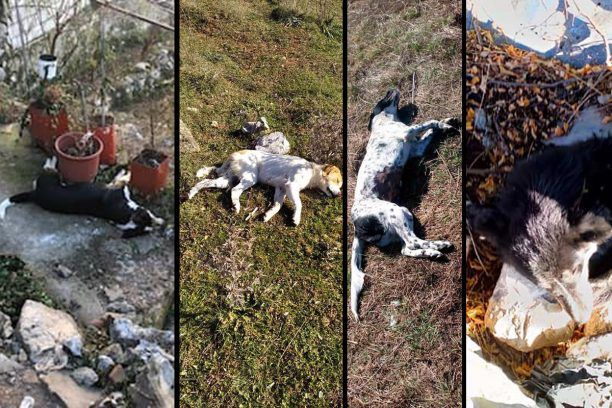 Μαζική θανάτωση σκυλιών με φόλες στη Σιάτιστα Κοζάνης