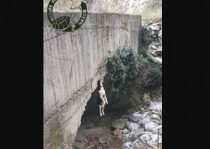 O πρόεδρος της Μονής Νάξου καταδικάζει τον απαγχονισμό σκύλου που βρέθηκε κρεμασμένος σε γεφυράκι