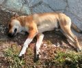 Σιάτιστα Κοζάνης: Συνεχίζεται η εξόντωση ζώων με φόλες και το πέταγμα κουταβιών οπουδήποτε