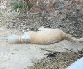Γάτα νεκρή σφηνωμένη σε πλαστικό μπουκάλι στη Σίφνο