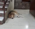 Θεσσαλονίκη: Δεν κακοποιήθηκε ο σκύλος στα Λαδάδικα αναφέρουν οι κτηνίατροι που τον εξέτασαν