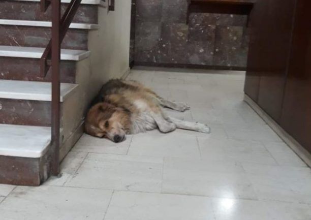 Θεσσαλονίκη: Δεν κακοποιήθηκε ο σκύλος στα Λαδάδικα αναφέρουν οι κτηνίατροι που τον εξέτασαν