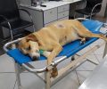 Χειρουργήθηκε και παραμένει σε σοβαρή κατάσταση ο σκύλος που πυροβολήθηκε στο Σχηματάρι Βοιωτίας (βίντεο)