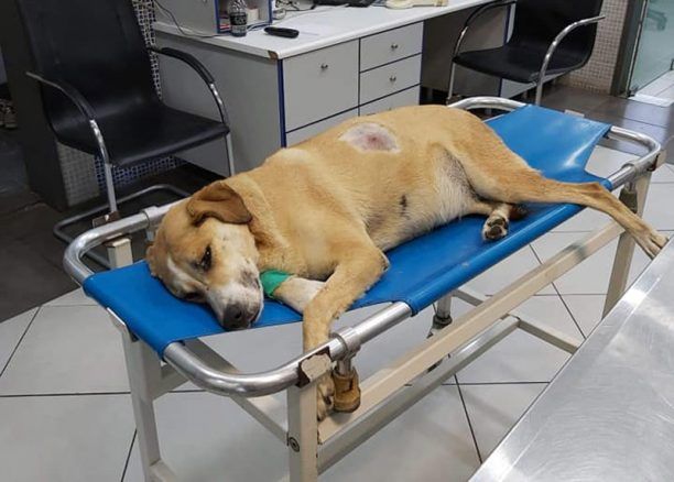16-2-2022 η δίκη άνδρα που σκότωσε σκύλο πυροβολώντας τον επανειλημμένα με αεροβόλο στο Σχηματάρι Βοιωτίας
