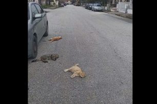 Πολλές γάτες νεκρές από φόλες στην οδό Πλουτάρχου στα Τρίκαλα Θεσσαλίας (βίντεο)