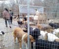 Τέσσερα σκυλιά νεκρά από φόλες μέσα σε ιδιωτικό καταφύγιο στα Τρίκαλα Θεσσαλίας