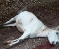 Αναζητούν τον δράστη που σκότωσε άλογο στη Βελανιδιά Άρτας