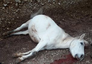 Αναζητούν τον δράστη που σκότωσε άλογο στη Βελανιδιά Άρτας